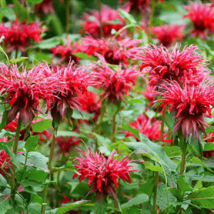 Bee_Balm