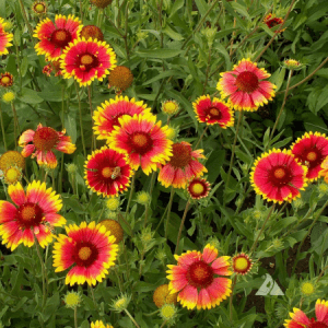 Blanket_Flower