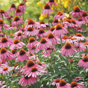 Coneflower