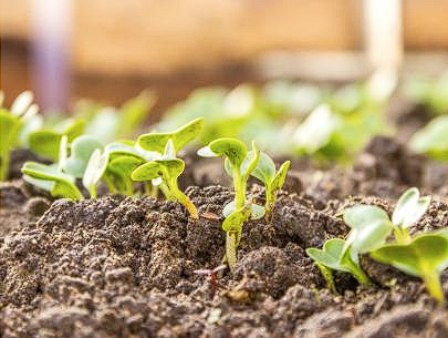 Early Vegetables