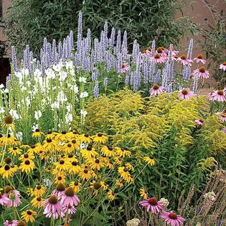 Western Perennials