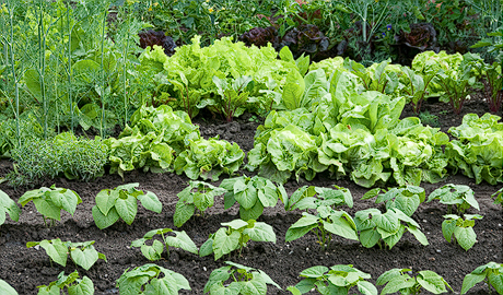 Vegetable Garden